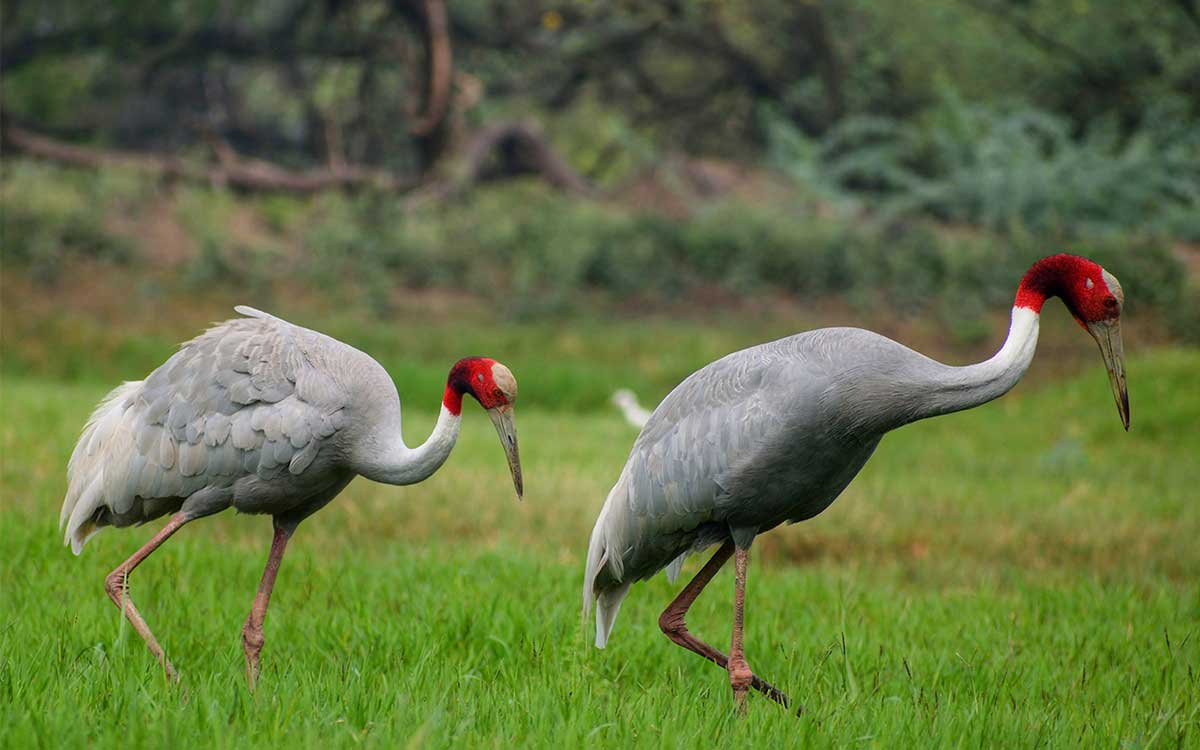 Safaris-au-Rajasthan-voyage-en-inde-1-1.jpg