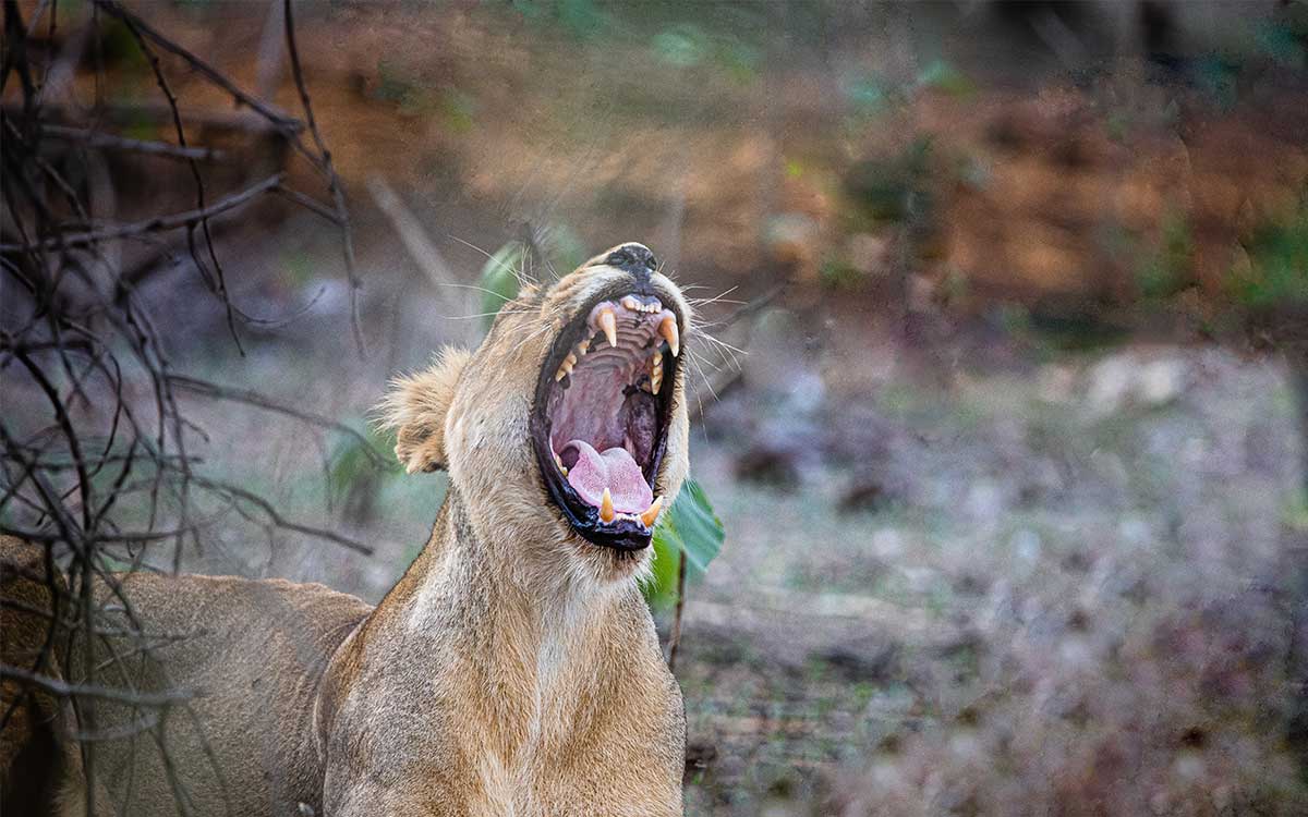 Safaris-des-3-felins-Inde-du-Nord-et-de-lOuest-1.jpg