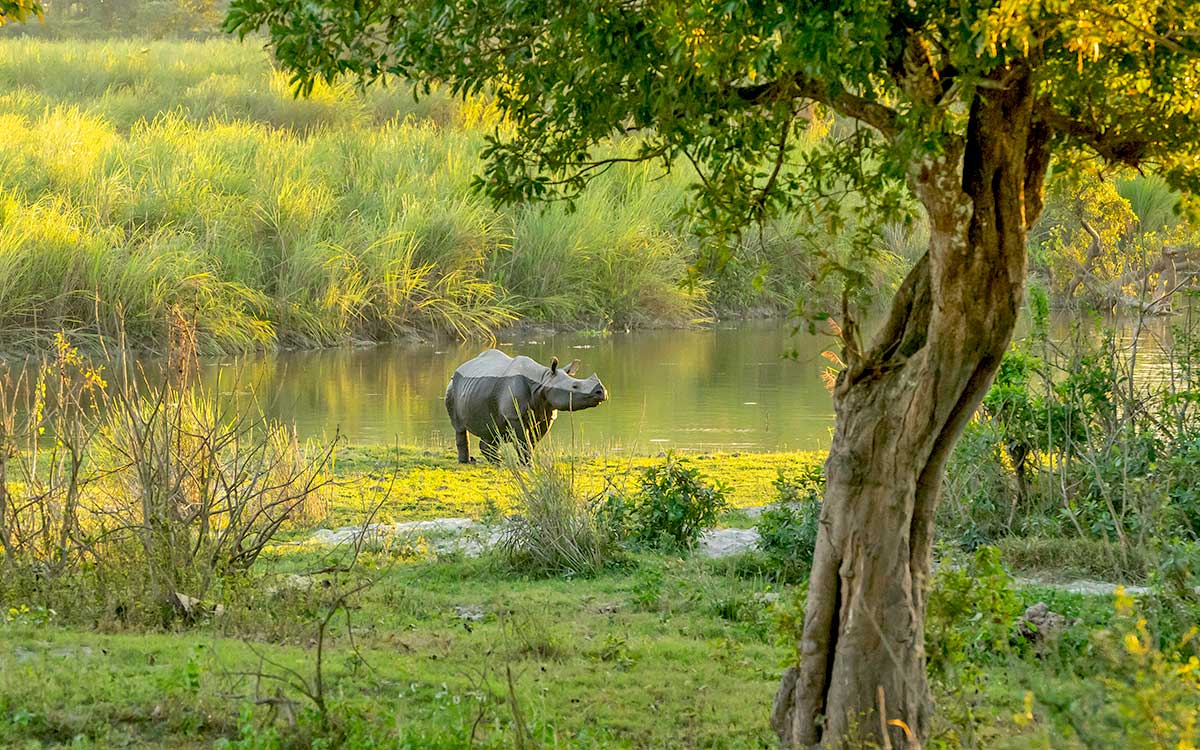 monasteres-rhinoceros-en-assam-et-meghalaya-voyage-en-inde-1.jpg